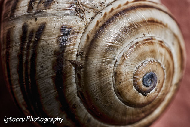 Snail at home - Free image #290325