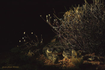 Poffadder in Goegap Nature Reserve (Namakwaland, South Africa) - бесплатный image #290355