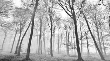 Winter Forest - image #290435 gratis