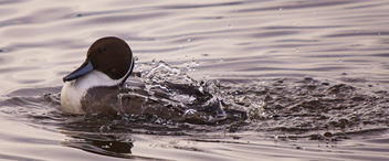 Male Pintail Duck ( Anas acuta), Martin Mere Burscough, Lancashire - image #290485 gratis