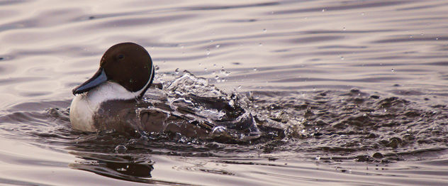 Male Pintail Duck ( Anas acuta), Martin Mere Burscough, Lancashire - image gratuit #290485 
