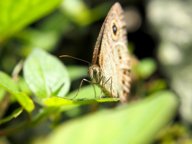 Closeup: Butterfly - image #290635 gratis