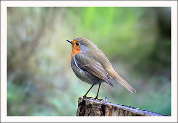 A Robin, again :-) - image gratuit #290815 