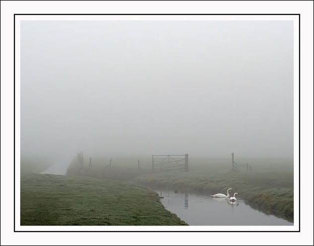 Misty morning - Kostenloses image #291165