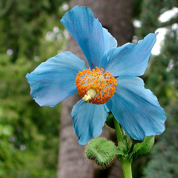 Blue Poppy.jpg - image #291465 gratis
