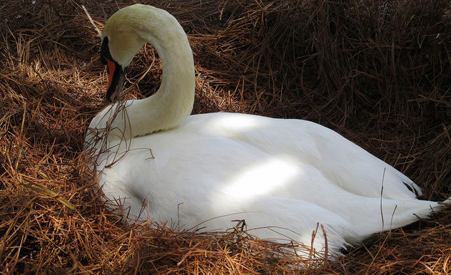 Nesting Swan - Kostenloses image #291525