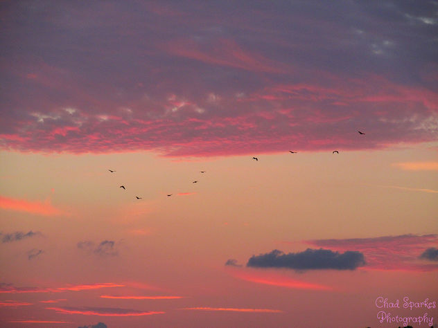 End of the day for the birds - Free image #291885