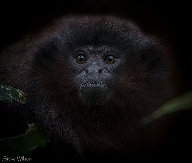 Red Titi Monkey Portrait - Free image #291905