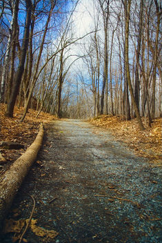 Winter Path - Kostenloses image #291965
