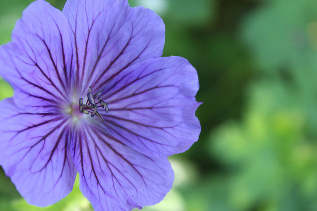 Purple flower - Free image #292035