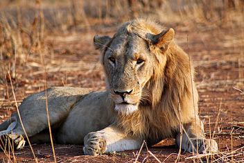 Lion: Panthera leo - Free image #292165