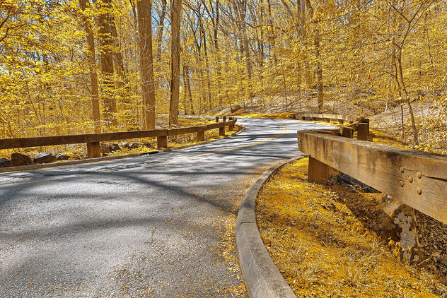 Gold Forest Road - HDR - Free image #292185