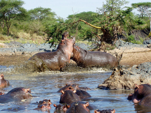 Hippo War in the Serengeti - Free image #292375