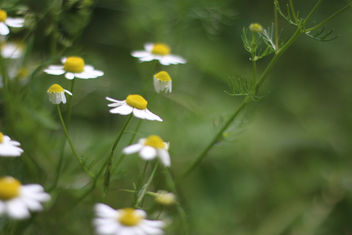 Little Daisies - Free image #292425
