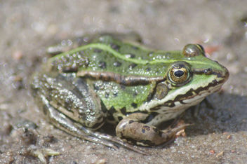 Frog - image #292455 gratis