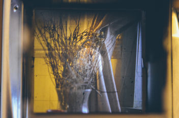 Dead Flowers in the Window. - image gratuit #292465 