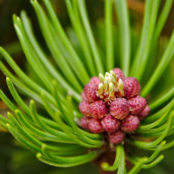A pine blooming - image #292605 gratis