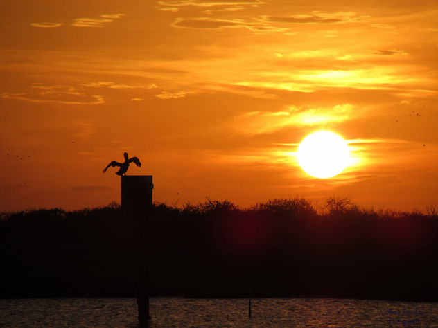 Pelican watching the Sunset - бесплатный image #292815