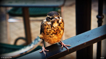 Sparrow (a robin!) - image #292855 gratis