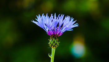 Blue flower - image #292865 gratis