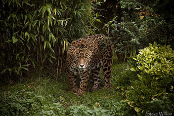 Jaguar - Free image #293205