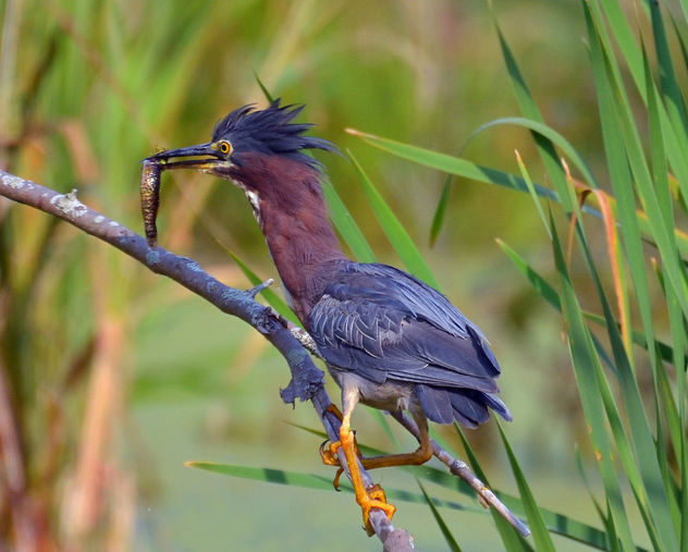 Green Heron Catches Lunch - Free image #293265