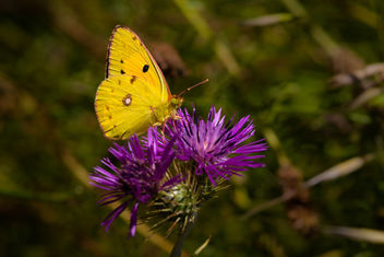 Mariposa amarilla - Free image #293315