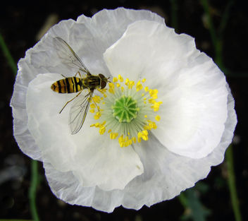 Wasp on flower. - бесплатный image #293405