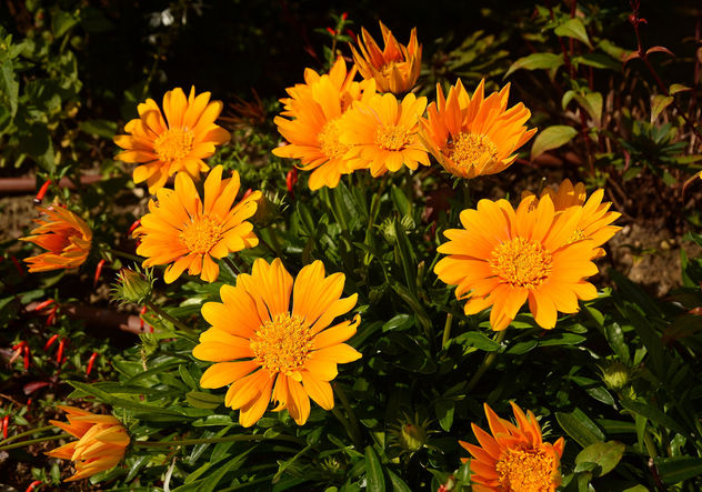 Dans le petit jardin public : jolis bouquets de gazanias en pleine terre ... - Free image #293945