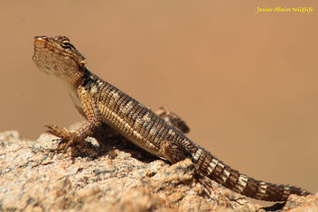 Karoo gridled lizard in Goegap Nature Reserve (Namakwaland; South Africa) - image gratuit #294035 