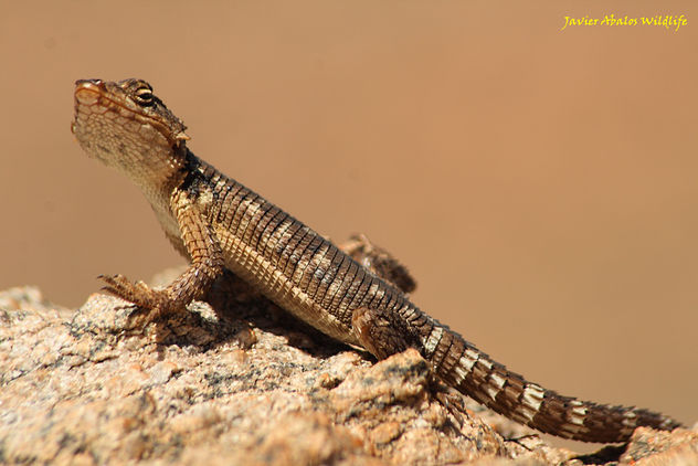 Karoo gridled lizard in Goegap Nature Reserve (Namakwaland; South Africa) - Kostenloses image #294035