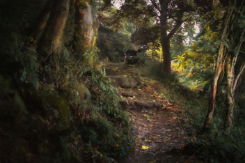 path throught thr hilly forest - бесплатный image #294075