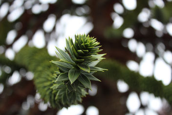 Spiky leaves - Free image #294135