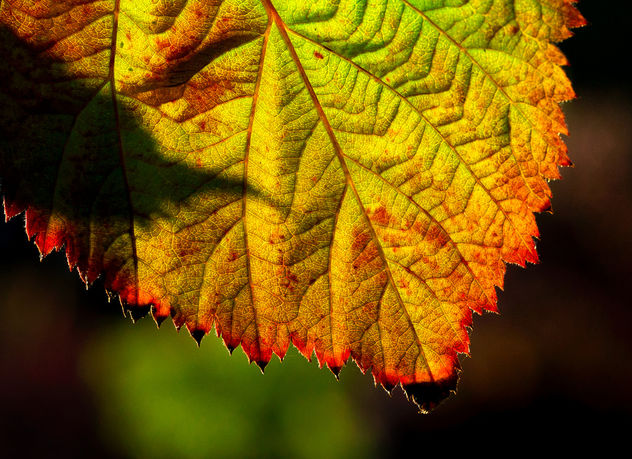 Autumn color in macro.jpg - Free image #294185