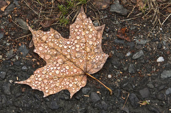 dewy leaf - image #294215 gratis