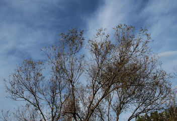 The leaves are almost gone - Free image #294415