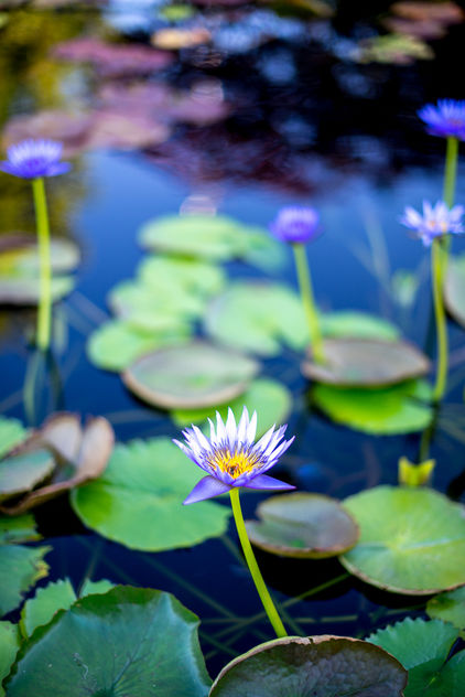 a walk in the water lily pond........part 2 - Free image #294455