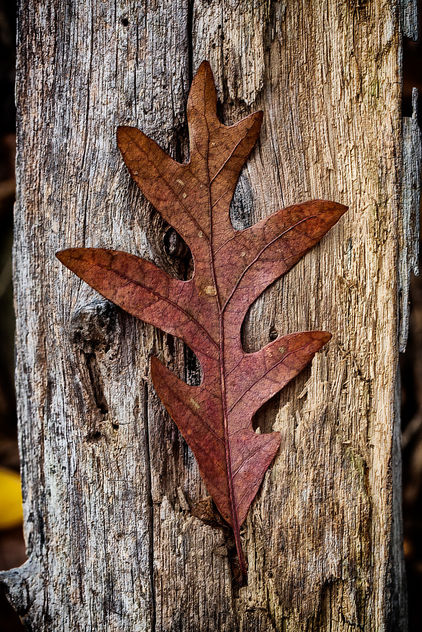 Oak Leaf on Deadwood - image gratuit #294575 