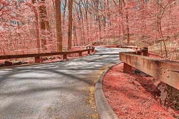 Opalescent Forest Road - HDR - image #295195 gratis