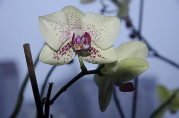 Orchidea Orchidaceae Juss - image #295285 gratis
