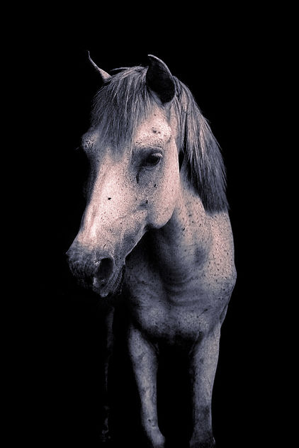 Silver Gray horse on Black background - image #295405 gratis