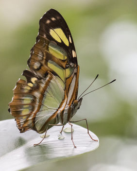 Schmetterling - Butterfly - Free image #295455