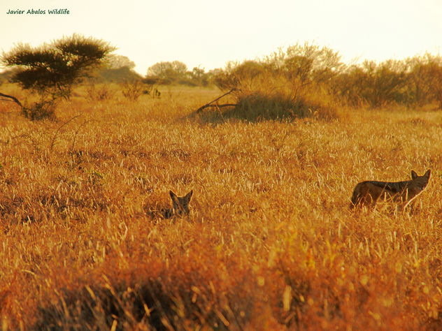 Black backed jackals at dawn in Kruger National Park; South Africa - image #295475 gratis