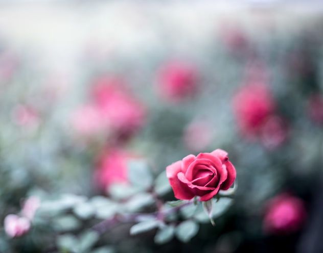 rose blur remix [Explored] - Free image #295525