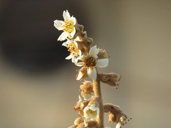 Loquat Flower - Kostenloses image #295615