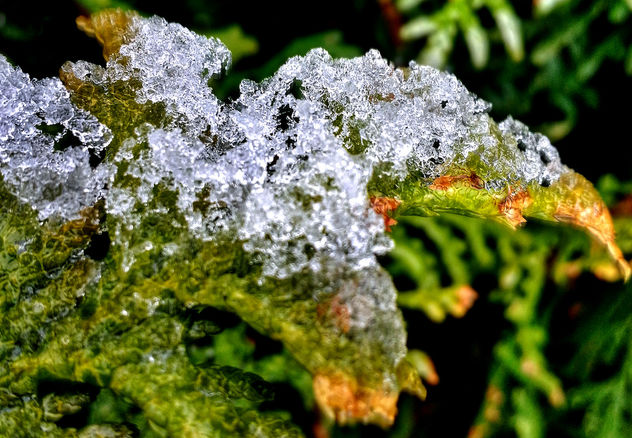 Ice On Leaf _(HDR)_ - Kostenloses image #295945