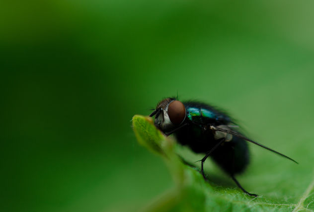 Just a fly - image #295955 gratis