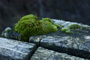 Moss & Wood - Free image #296125