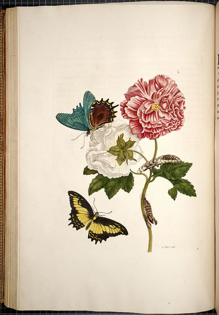 Rose of Sharon and Lepidoptera (1730) - Free image #296295