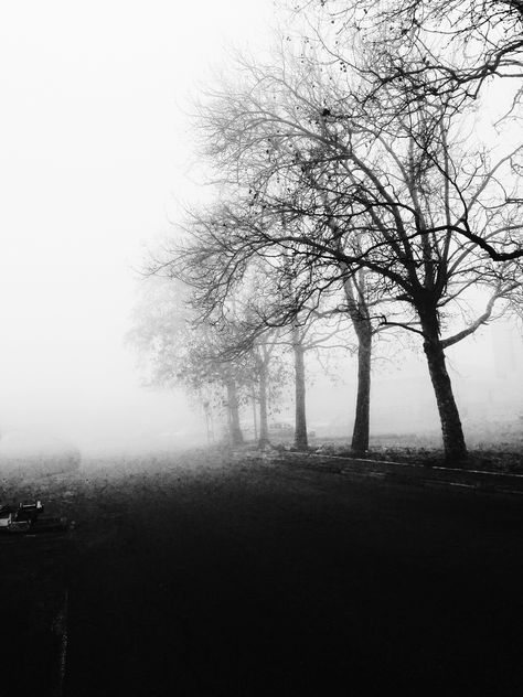 Trees against the fog - image #296495 gratis